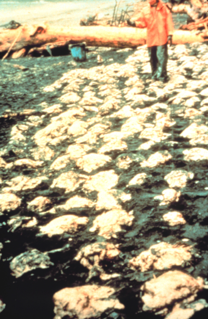 Oiled dead birds
