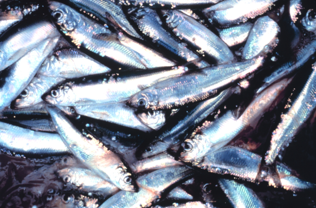 Dead fish