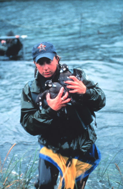 Rescuing waterfowl from oiled waters