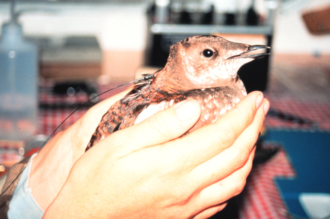 Cleaning an oiled bird