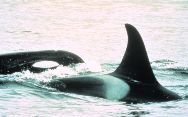 Killer whales