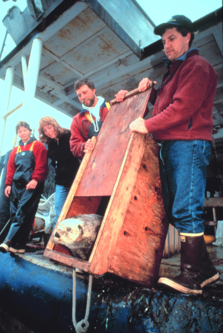Releasing a cleaned sea otter back to its natural environment