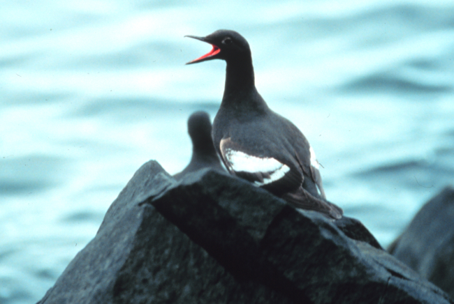 Marine bird squawking