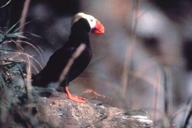 Tufted puffin
