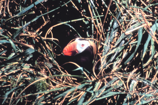 Tufted puffin