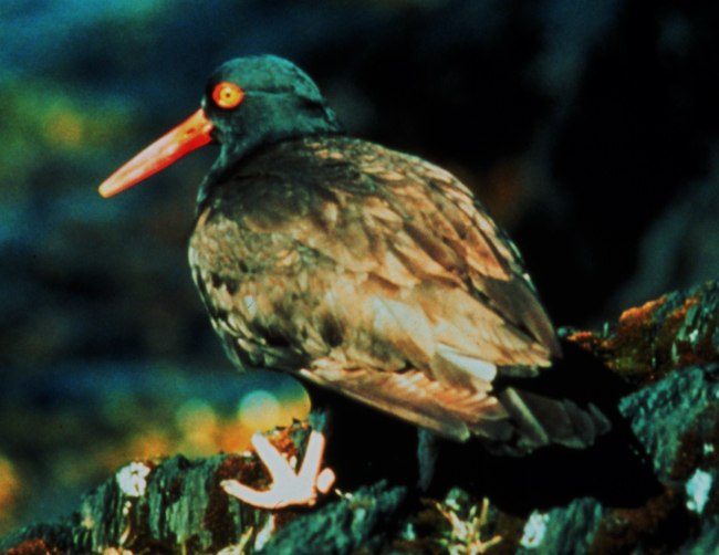 Black oystercatcher