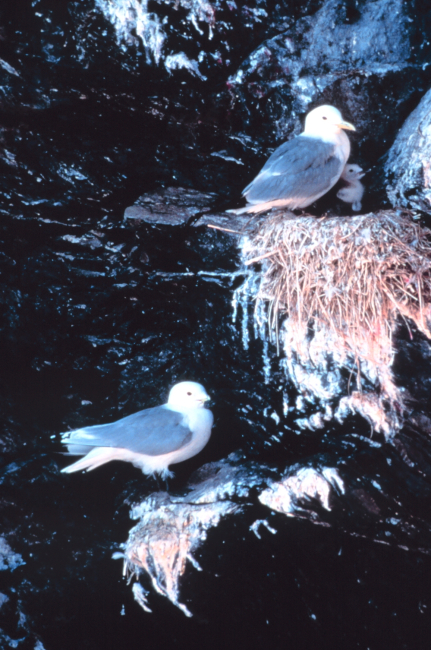 Black-legged kittiwakes with chick