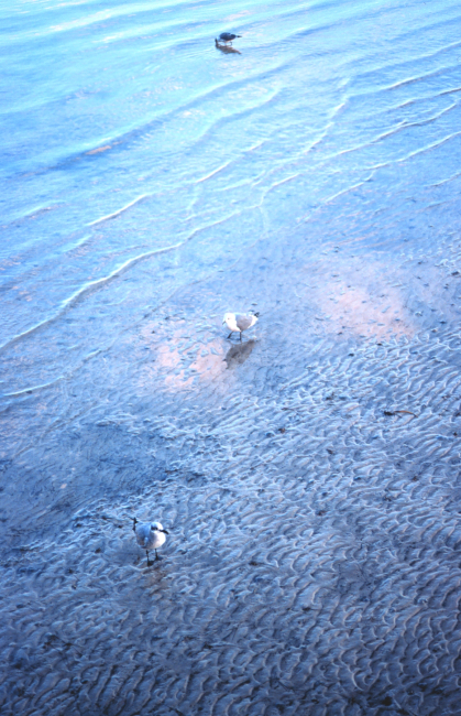 Gulls on a sandy bottom area at low tide