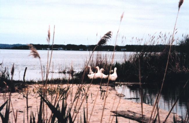 A small flock of domestic ducks near the area of the April 7th Swanson Creek oil spill