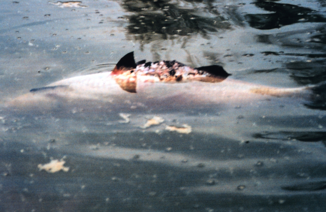 A dead fish floats on the surface after the April 7th Swanson Creek oil spill