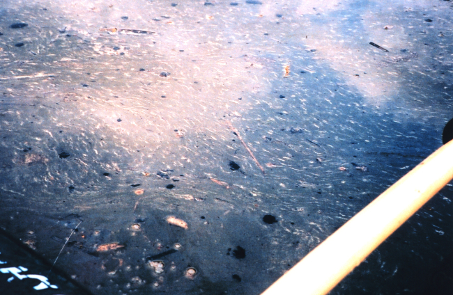 Oil globules mixed with heavy pollen from surrounding vegetation following theApril 7th Swanson Creek oil spill