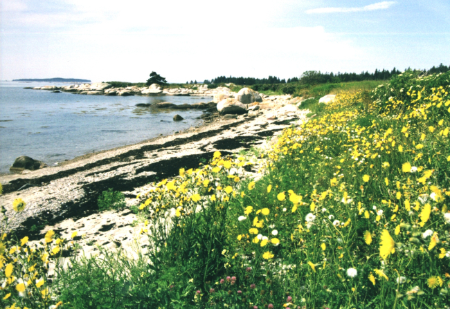 Birch Island beach showing gradation of sediment from coarse pebbles to sandas one moves up from the shoreline