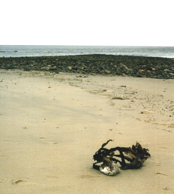 Glacial cobble returned to land as kelp ripped out during storm and carried thecobble back to shore