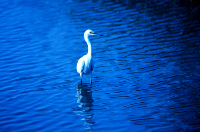A great white egret in the tidal waters of Charleston harbor