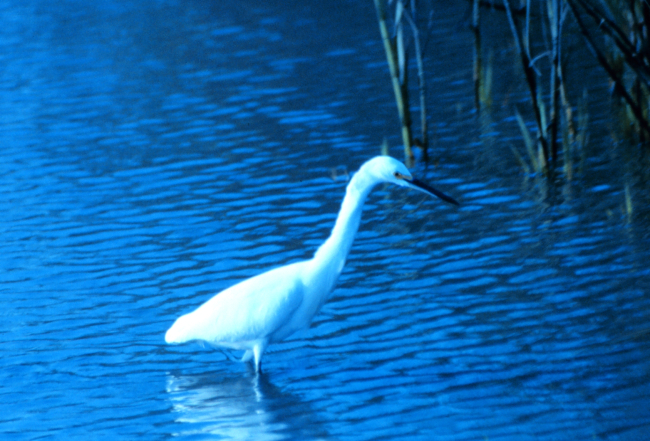 A great white egret in the tidal waters of Charleston harbor