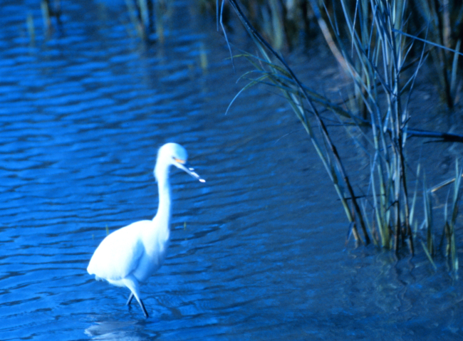 A great white egret in the tidal waters of Charleston harbor