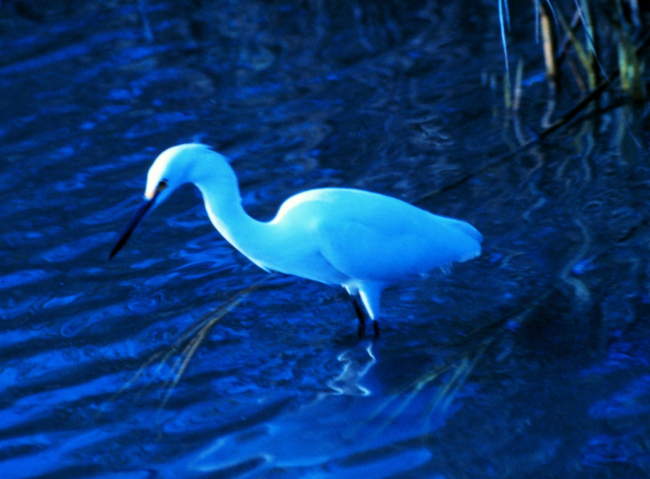 A great white egret in the tidal waters of Charleston harbor
