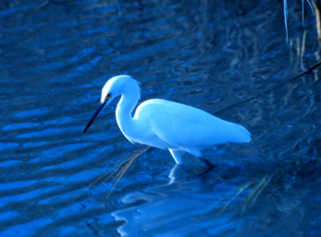 A great white egret in the tidal waters of Charleston harbor