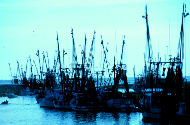 Part of the shrimp fleet near Charleston