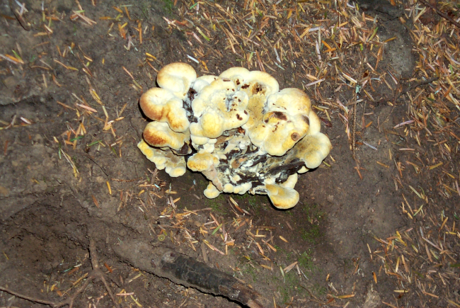 Yellow fungi at the base of a tree