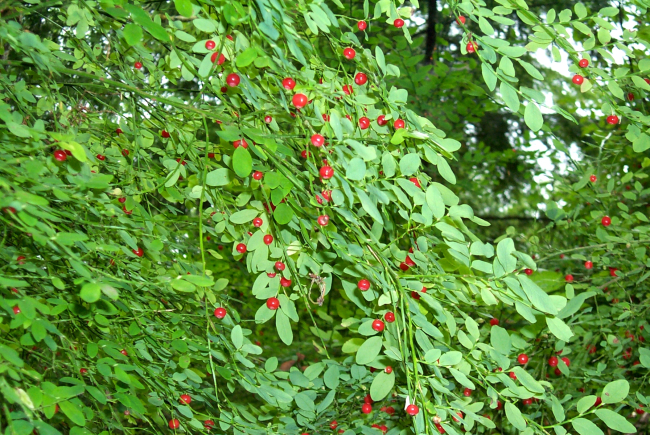 Red berries and green leaves