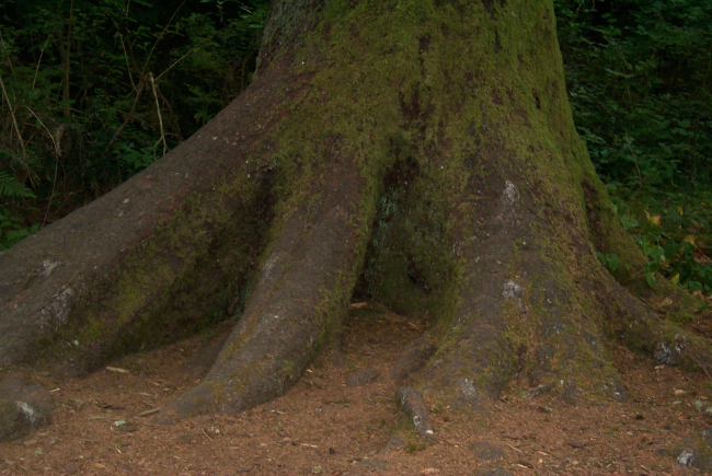 Jurassic Park?  Nope - just a moss-covered tree trunk