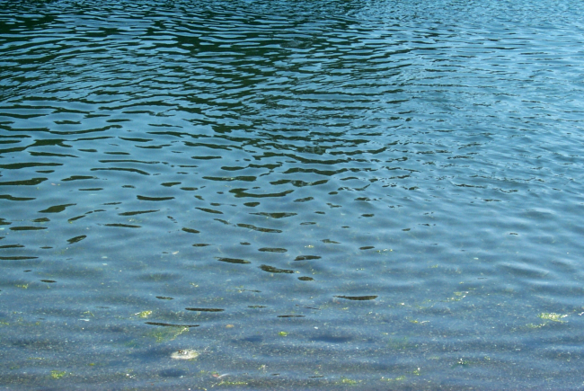Ripple pattern offshore with green algae drifting close to shore
