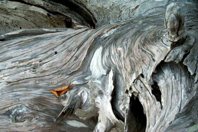 Driftwood at Gig Harbor