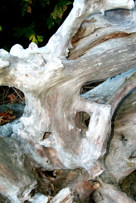 Driftwood at Gig Harbor