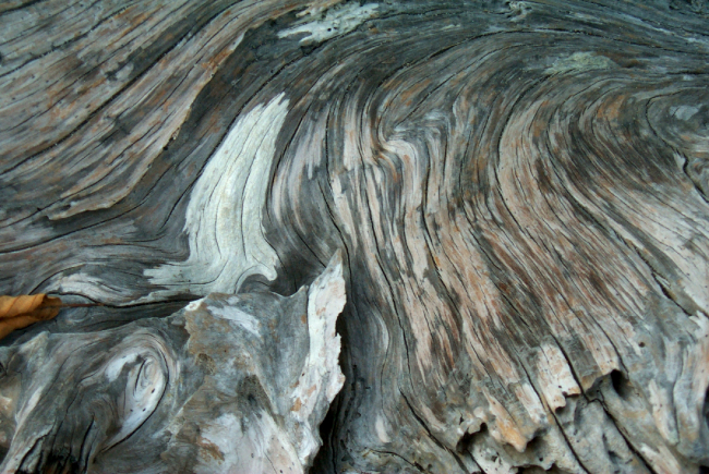 Driftwood at Gig Harbor