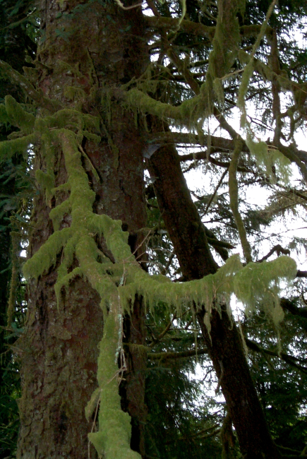 Moss on fir tree at Fort Clatsop National Memorial