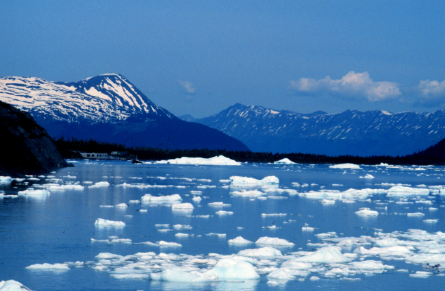 Small icebergs in Seward area