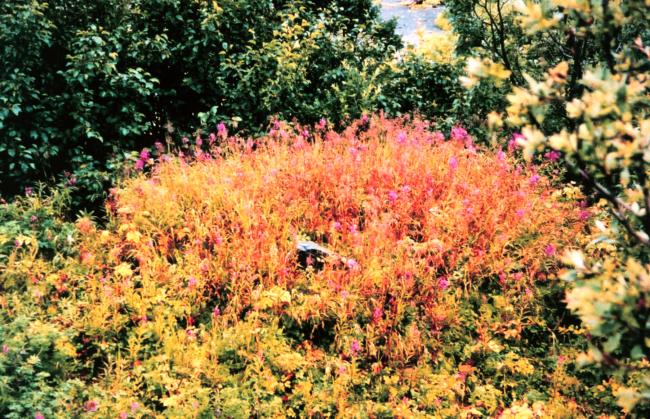Beautiful stand of wild flowers