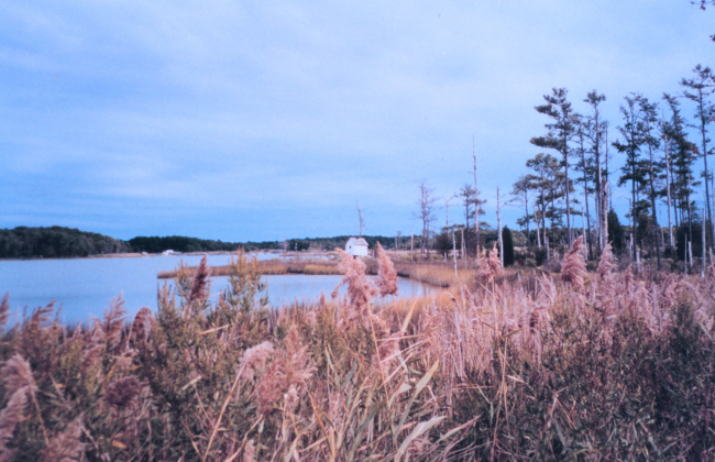 Marsh area behind Point Lookout State Park