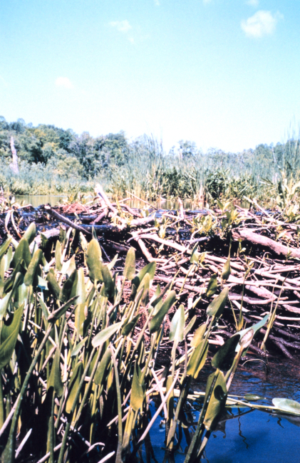 Pickerel weed growing in front of beaver dam at the head of Black Swamp Creek