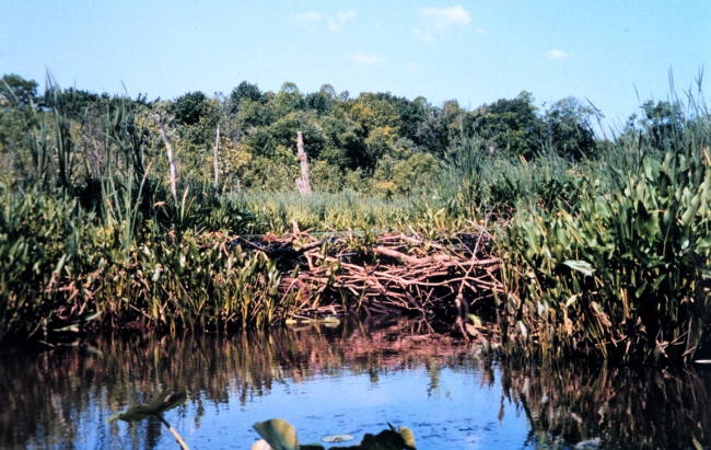 Pickerel weed growing in front of beaver dam at the head of Black Swamp Creek