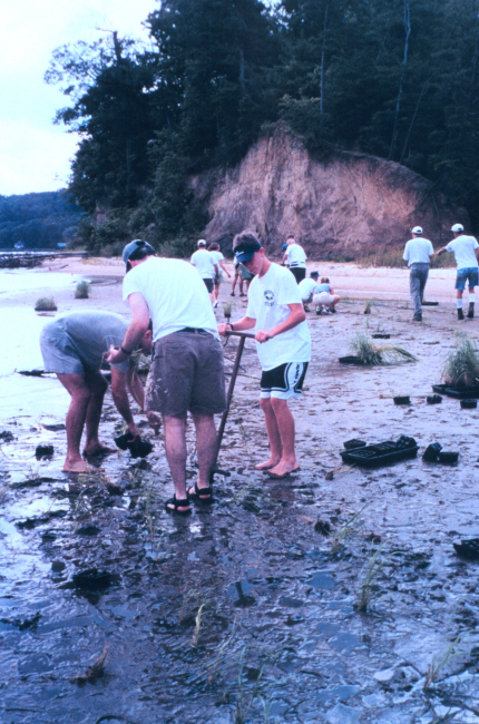 Efforts to preserve shoreline along the Severn River include replanting ofmarsh grass