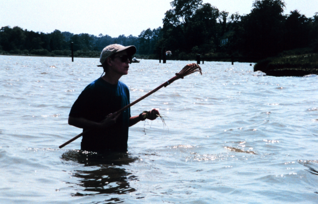 Searching for submerged aquatic vegetation (SAV's) in the Tred Avon River