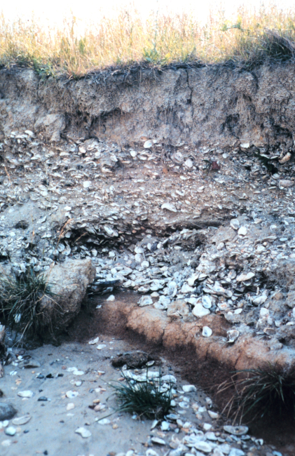 Eroded cliffs along the Tred Avon River reveal buried piles of oyster shells