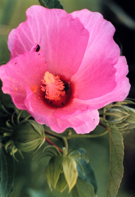 A pink marsh hibiscus flower