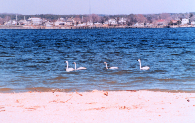 A tundra swan family cruising along the Patuxent River