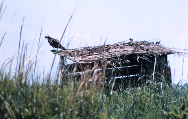 Ospreys nesting along a Patuxent River duck blind