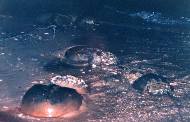 Horseshoe crabs coming into the shallows at Flag Ponds Nature Park, aunit of Montgomery County, Maryland, public schools