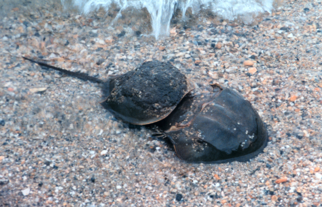 A Class B pair of horseshoe crabs spawning in the shallows atFlag Ponds Nature Park, a unit of Montgomery County, Maryland, public schools