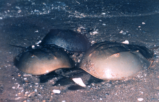 Horseshoe crabs coming into the shallows at Flag Ponds Nature Park, aunit of Montgomery County, Maryland, public schools