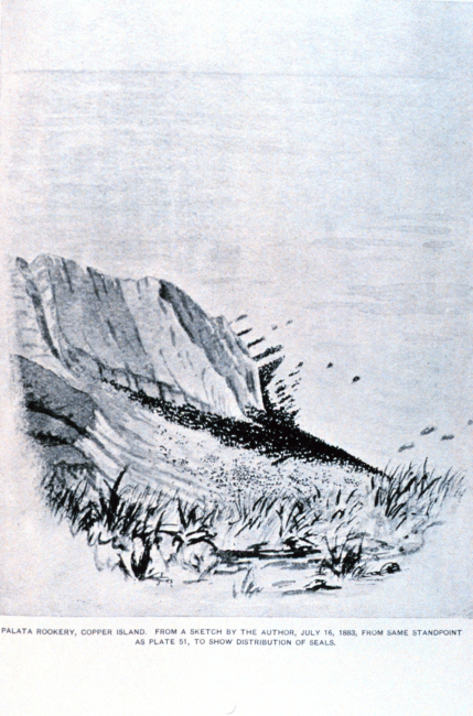 Palata fur seal rookery from a sketch