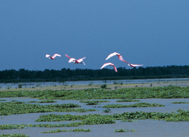 Flight of roseate spoonbills flying above the Everglades