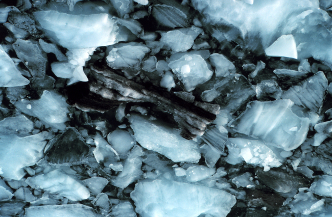 Glacial ice chunks in Icy Bay