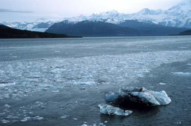 Bergy bits and small glacial ice chunks along tide rip line in Icy Bay