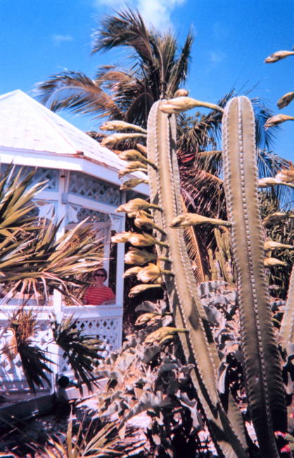 Enjoying the gazebo at the Key West Garden Club gardens at the West Martello, apart of the Civil War era defenses of Key West on the south side of the island